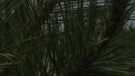 GodsOfMen: Tattooed hairy latin hunk butt sex outdoors